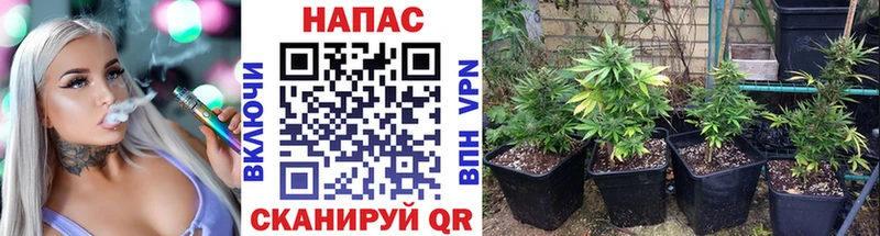 Конопля индика  shop какой сайт  Суровикино 